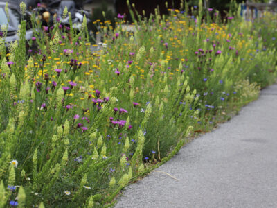 Blumenwiese in Jerzens